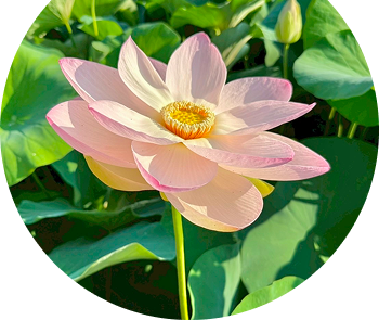 蓮の花